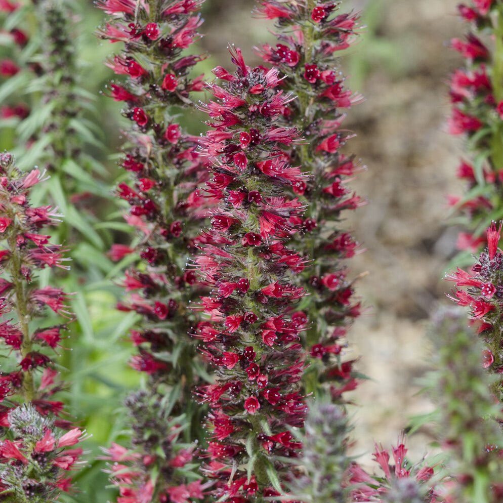 Natternkopf ‘Red Feathers’ - Echium amoenum Red Feathers - Bakker