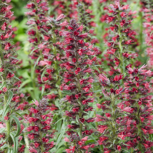 Natternkopf ‘Red Feathers’ - Bakker