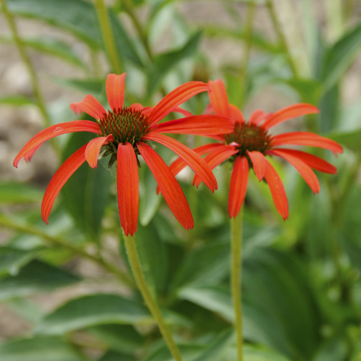 Sonnenhut ‘Tomato Soup’ - Echinacea purpurea Tomato Soup - Bakker
