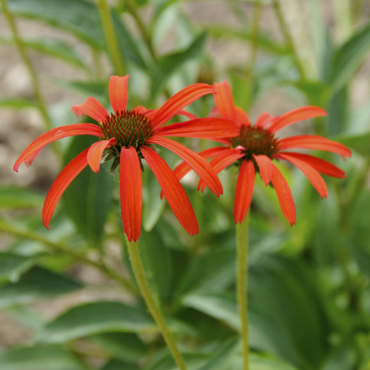 Sonnenhut ‘Tomato Soup’ - Echinacea purpurea Tomato Soup - Bakker