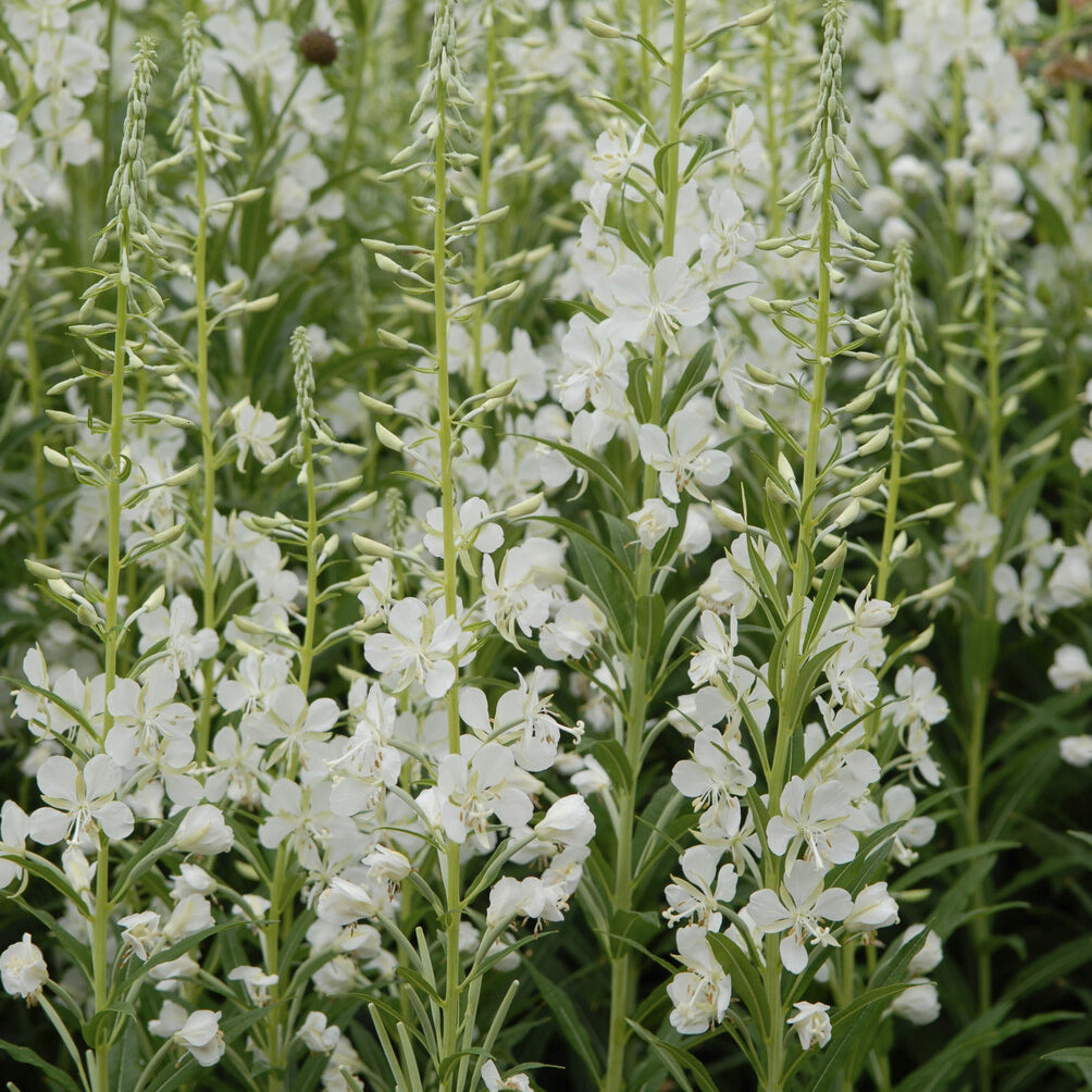 Stauden - Weißes Weidenröschen - Epilobium angustifolium Album