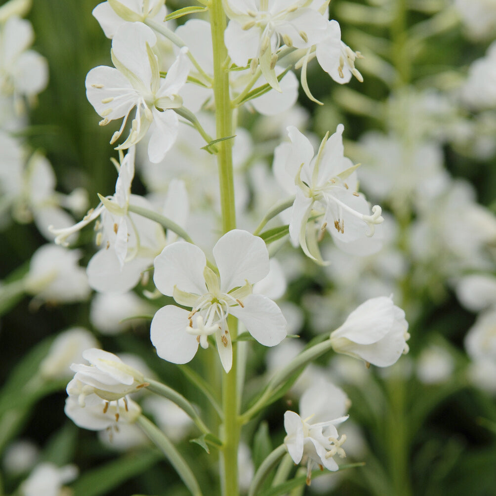 Epilobium angustifolium Album - Weißes Weidenröschen - Stauden