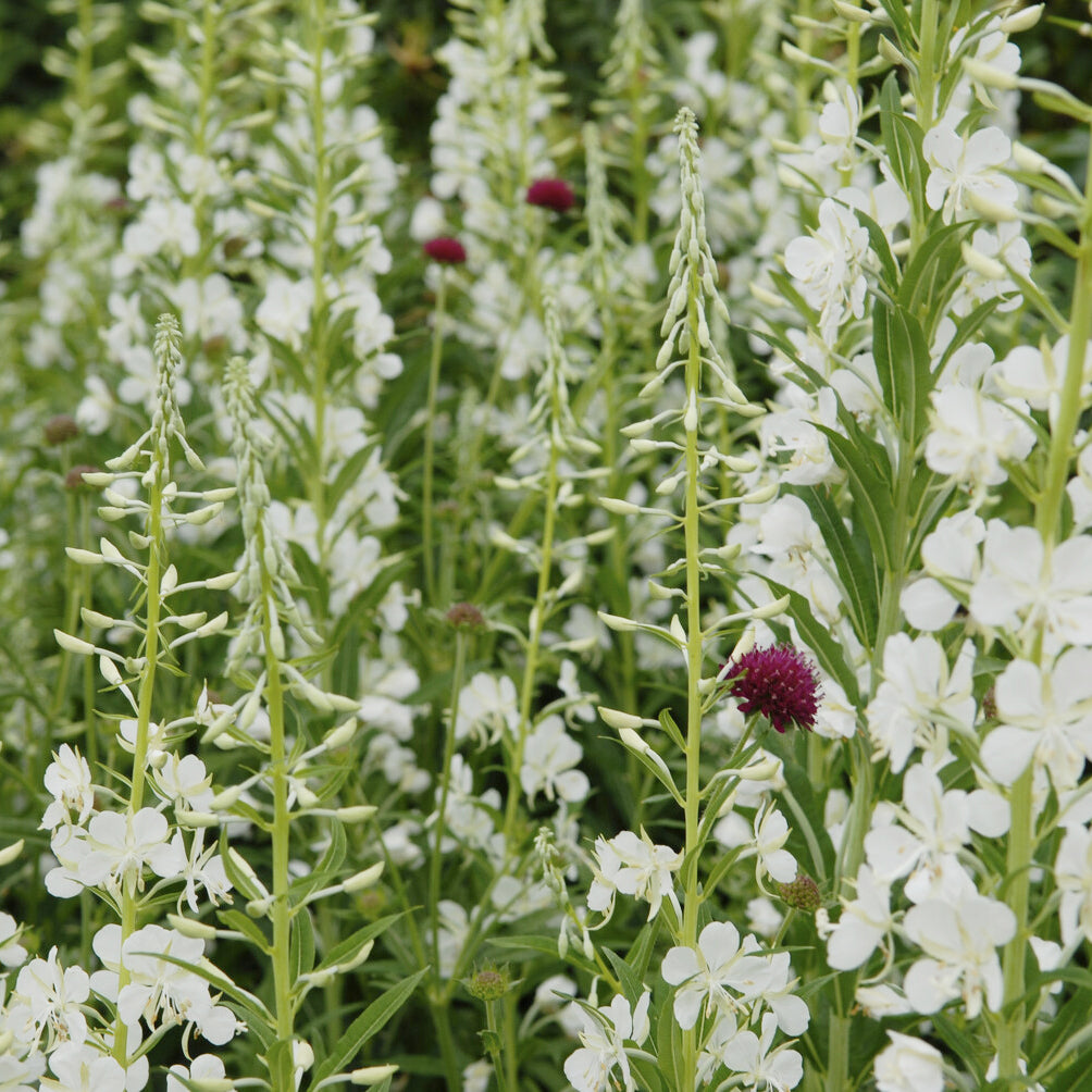 Weißes Weidenröschen - Epilobium angustifolium Album - Bakker