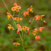 Elfenblume Orangekönigin - Bakker