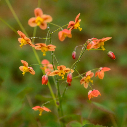 Elfenblume Orangekönigin - Bakker