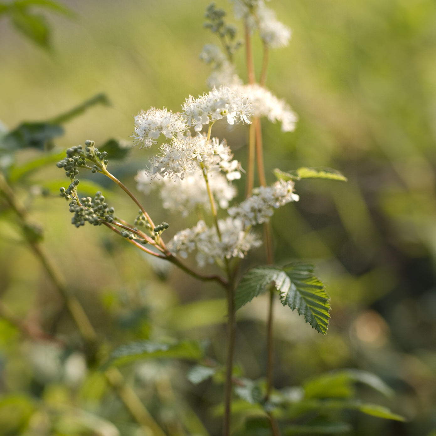 Filipendula ulmaria - Mädesüß - Blühende Stauden