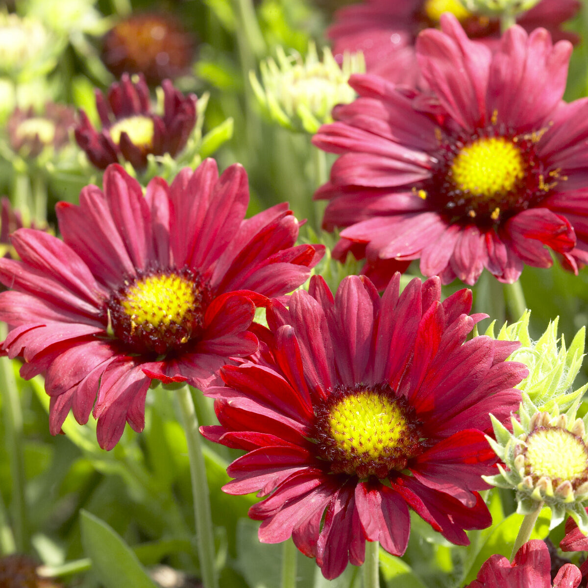 Großblumige Kokardenblume 'Burgunder' - Bakker
