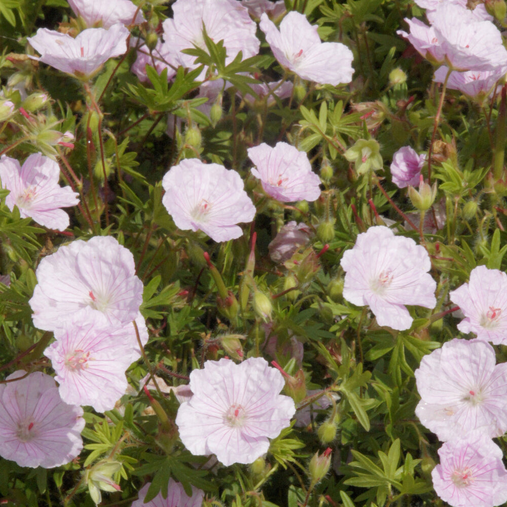 Blut-Storchschnabel 'Striatum' - Geranium sanguineum striatum - Bakker