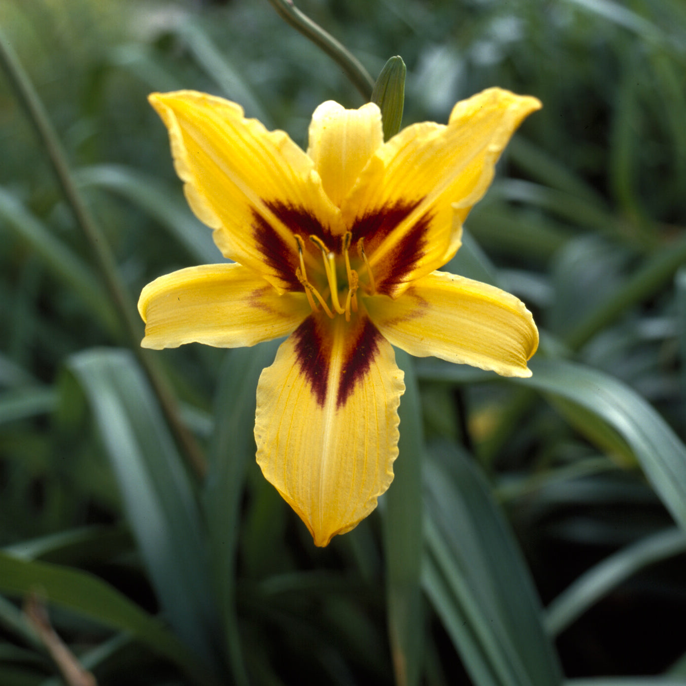 Taglilie ‘Bonanza’ - Hemerocallis bonanza - Bakker