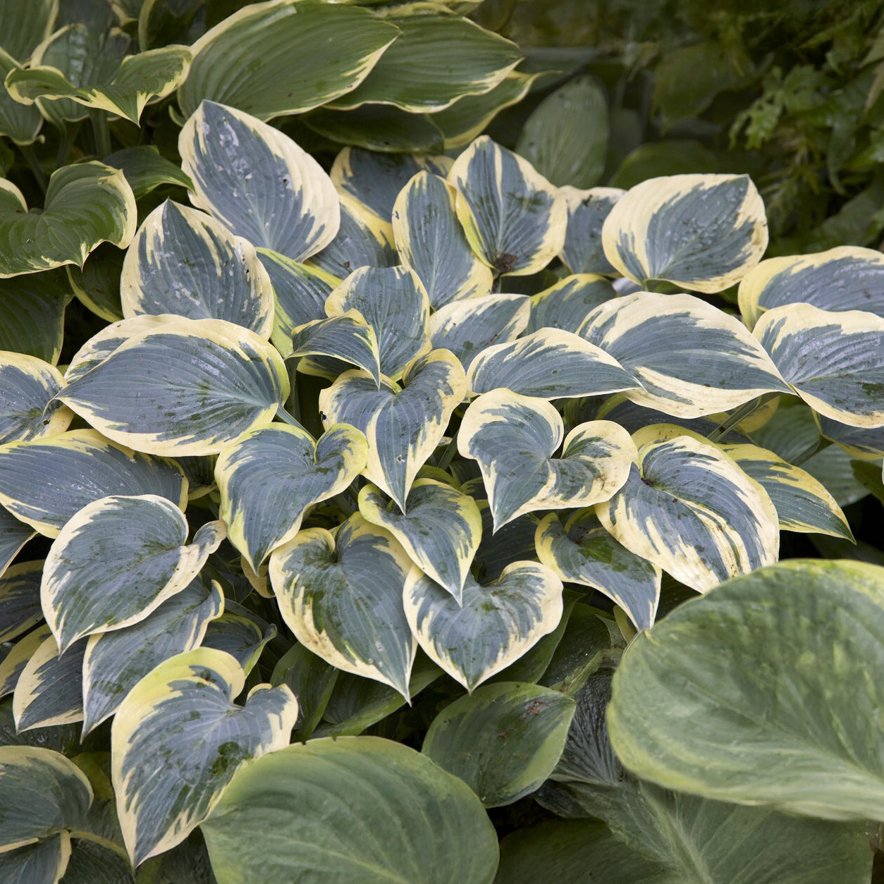 Hosta First Frost Funkia - Hosta first frost - Bakker