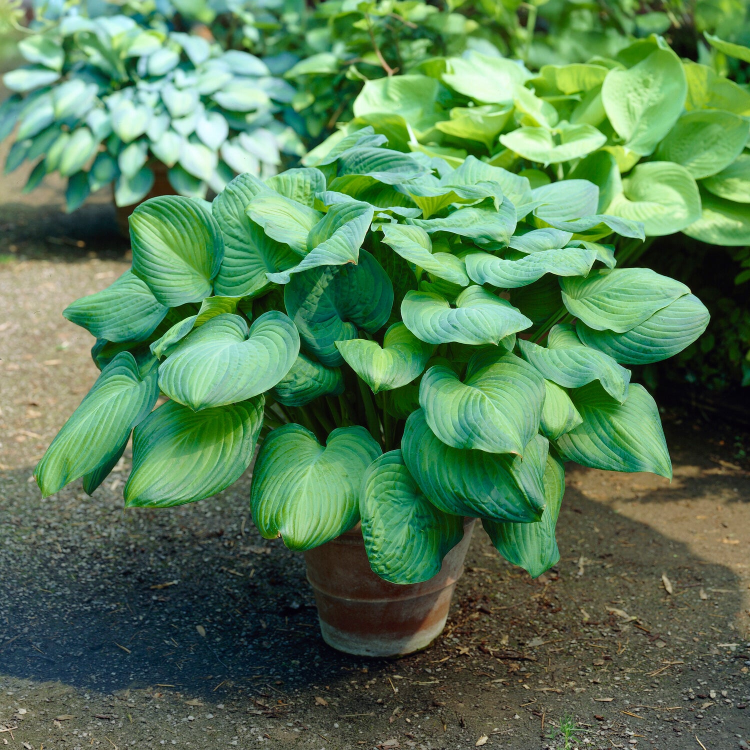 Duftende Lilien-Funkie Guacamole - Hosta Guacamole - Bakker