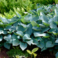 Hosta Halcyon - Graublaue Funkie Halcyon - Hosta - Funkie
