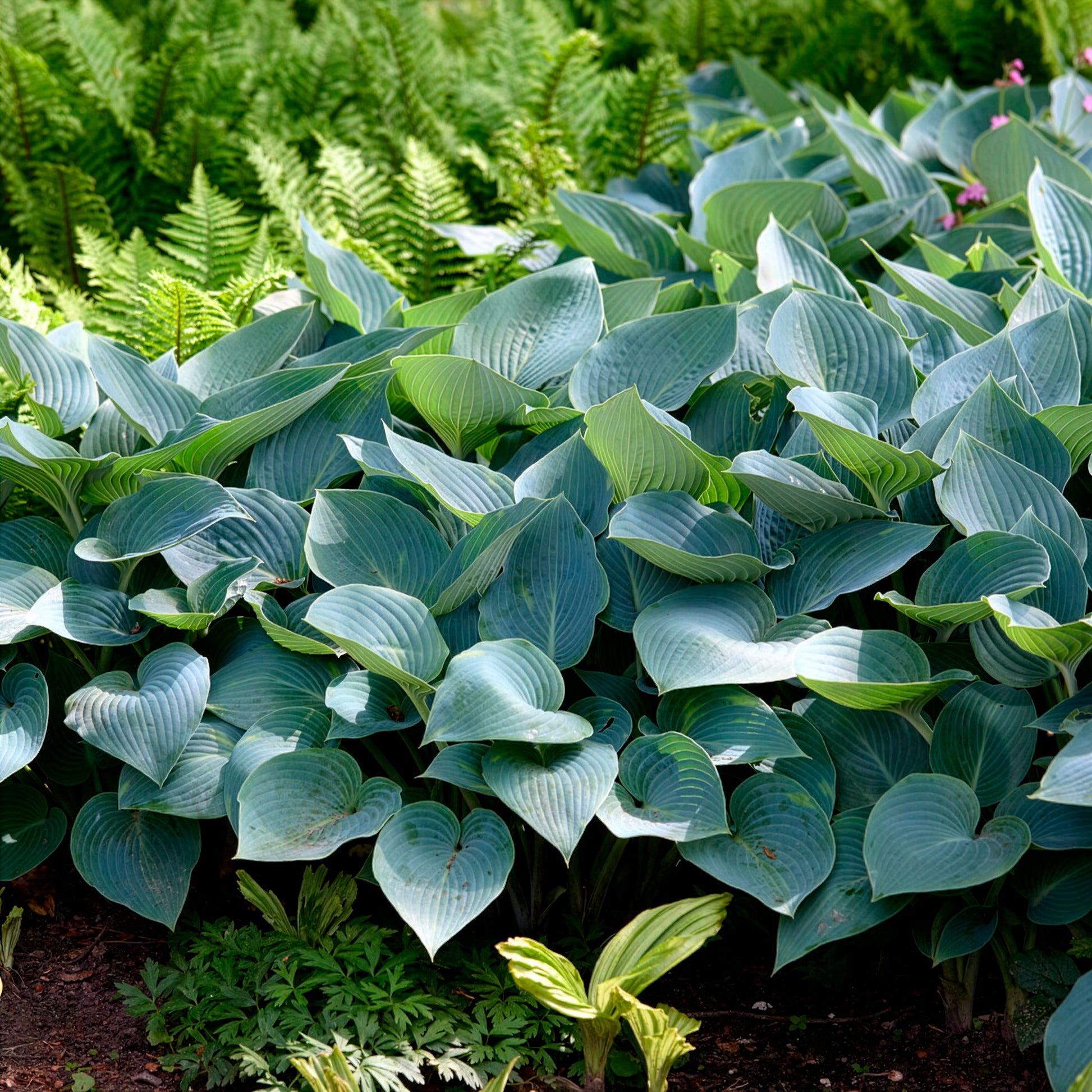 Hosta Halcyon - Graublaue Funkie Halcyon - Hosta - Funkie