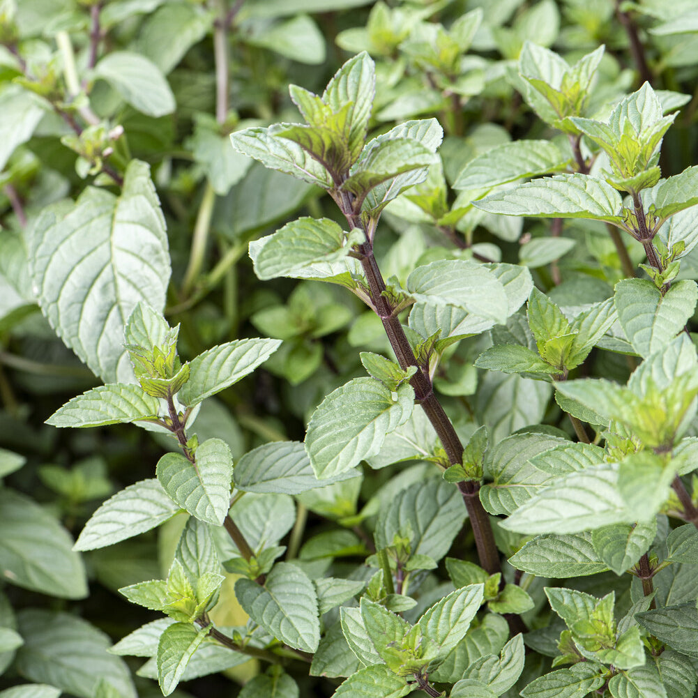 Schokoladen-Minze 'Chocolate' - Mentha x piperita Chocolate - Bakker