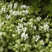Gefleckte Taubnessel ‘White Nancy’ - Lamium maculatum white nancy - Bakker