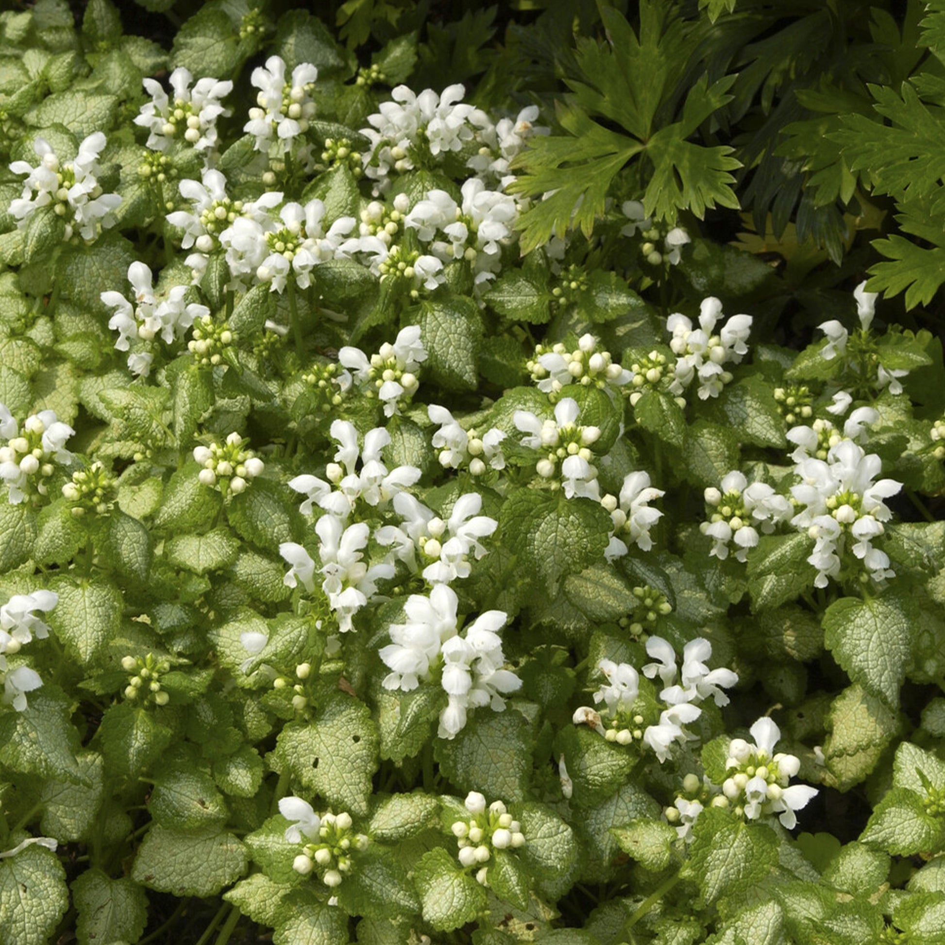 Gefleckte Taubnessel ‘White Nancy’ - Lamium maculatum white nancy - Bakker