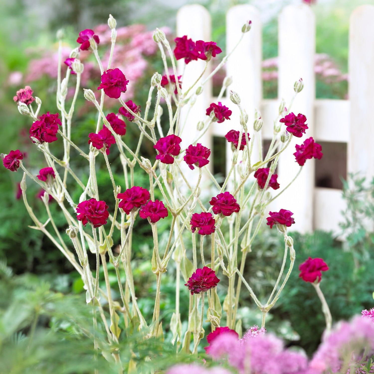 Kronen-Lichtnelke 'Gardeners World' - Bakker