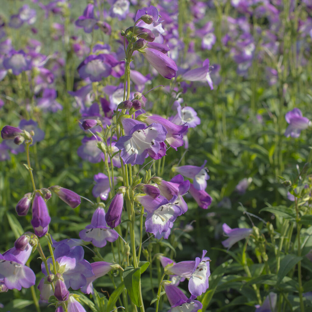 Bartfaden 'Alice Hindley' - Penstemon Alice Hindley - Bakker