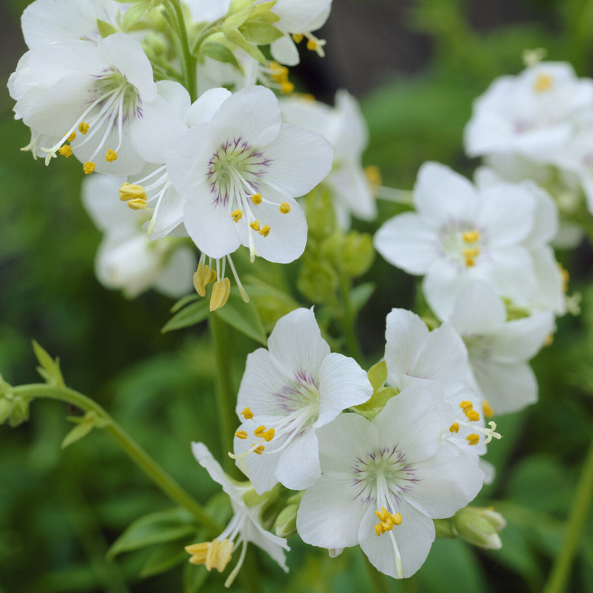 Polemonium caeruleum Album - Jakobsleiter weiß (Polemonium 'Album') - Stauden