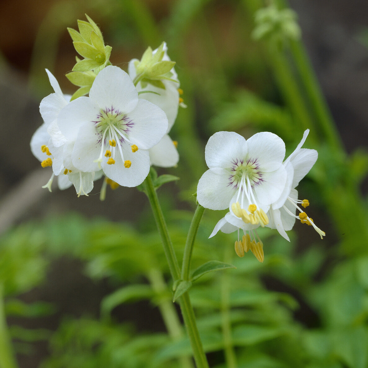 Jakobsleiter weiß (Polemonium 'Album') - Polemonium caeruleum Album - Bakker