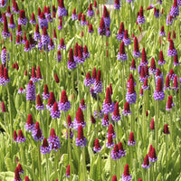 Primula vialii - Orchideen-Primel - Stauden