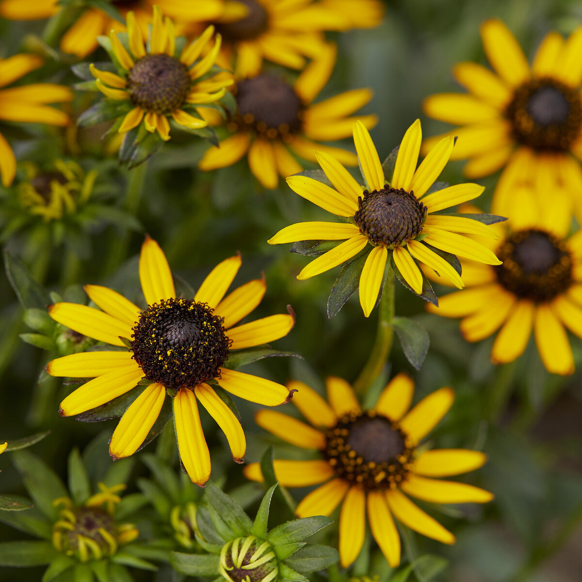Rudbeckia fulgida Little Goldstar - Sonnenhut ‘Little Goldstar’ - Rudbeckia
