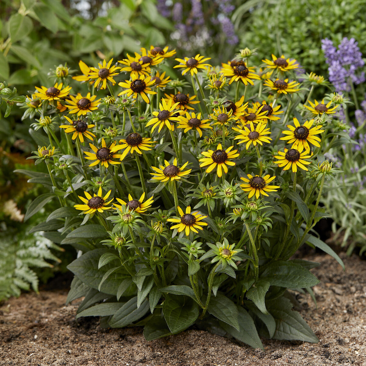 Sonnenhut ‘Little Goldstar’ - Bakker
