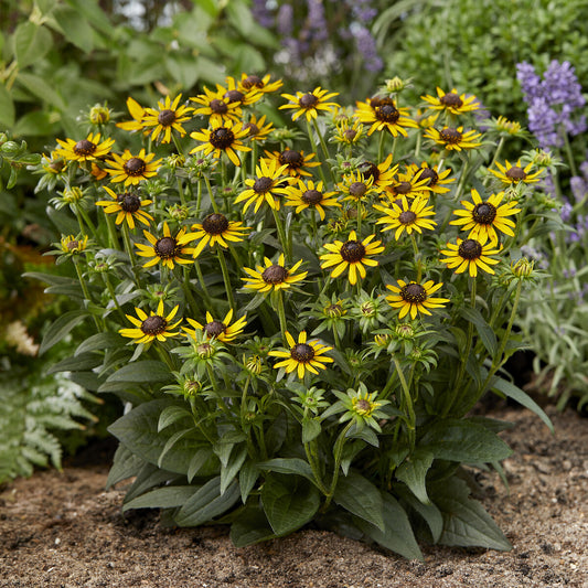Sonnenhut ‘Little Goldstar’ - Bakker