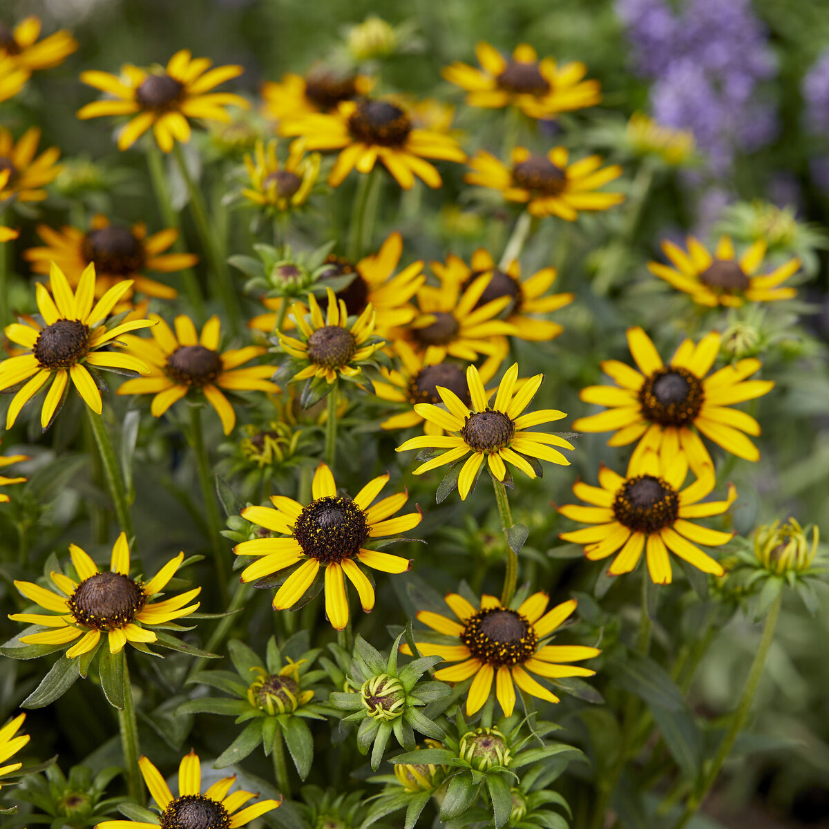 Rudbeckia - Sonnenhut ‘Little Goldstar’ - Rudbeckia fulgida Little Goldstar