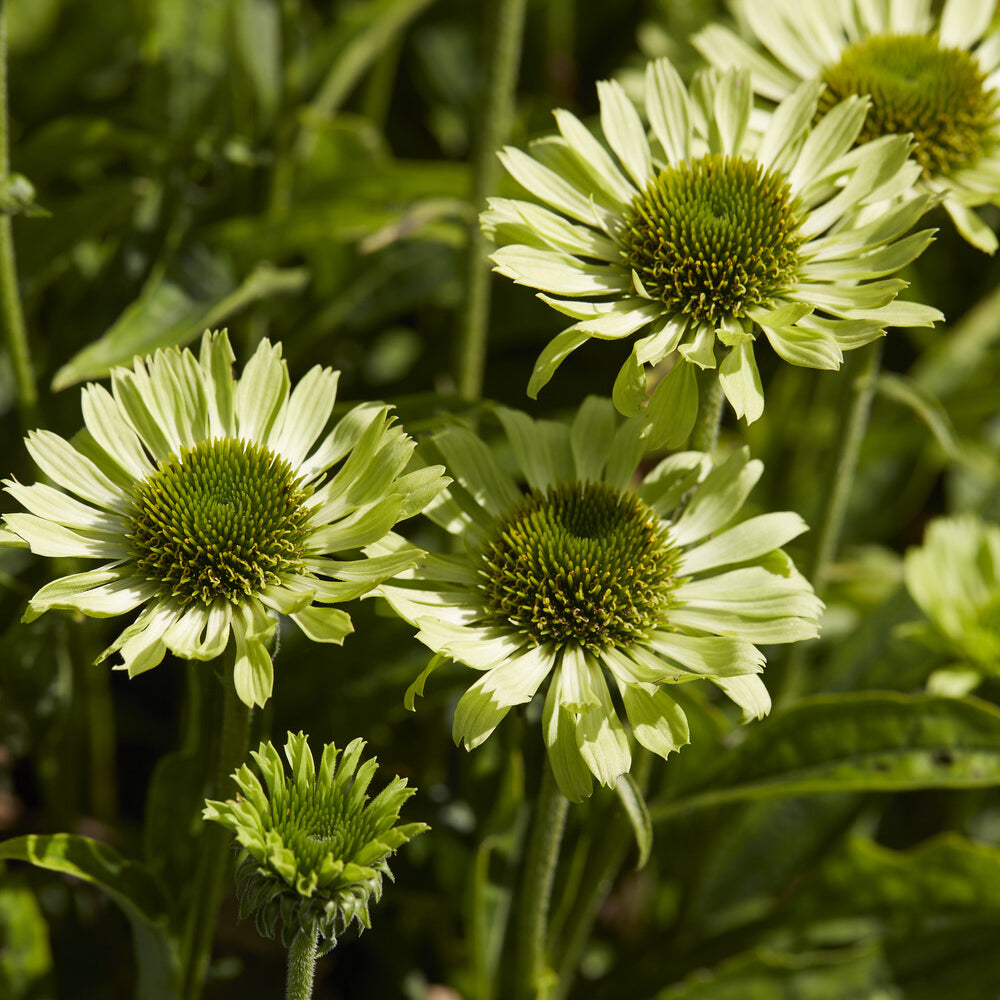 Sonnenhut ‘Little Goldstar’ - Rudbeckia fulgida Little Goldstar - Bakker