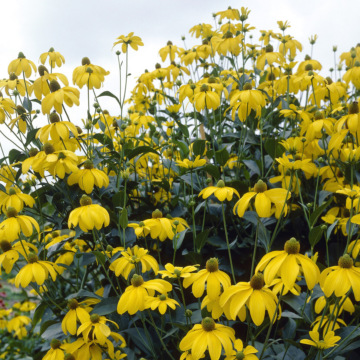 Rudbeckia - Sonnenhut ‘Herbstsonne’ - Rudbeckia nitida Herbstsonne