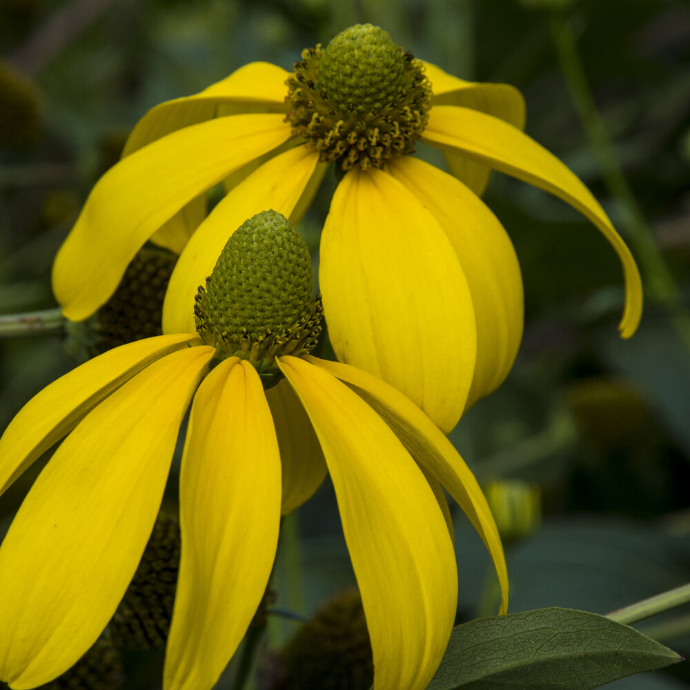 Rudbeckia nitida Herbstsonne - Sonnenhut ‘Herbstsonne’ - Rudbeckia