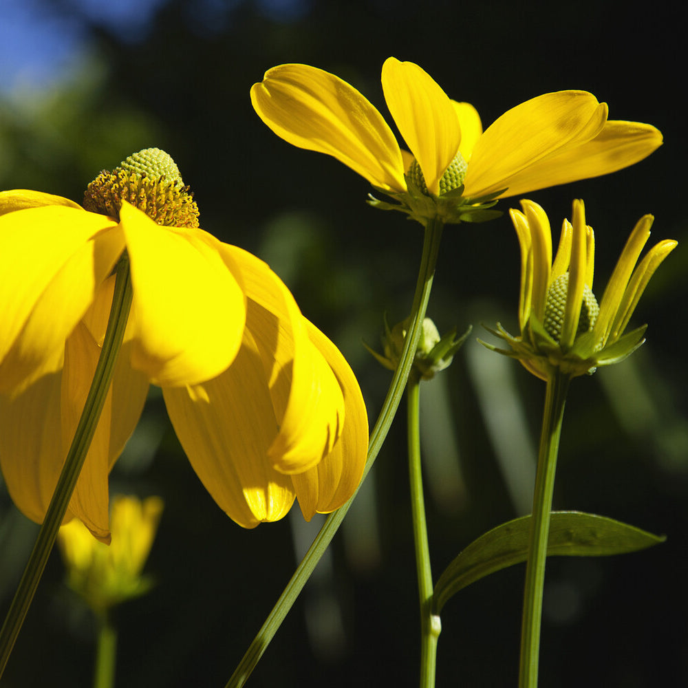 Sonnenhut ‘Herbstsonne’ - Rudbeckia nitida Herbstsonne - Bakker