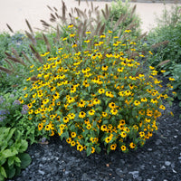 Dreilappiger Sonnenhut - Rudbeckia  triloba - Bakker