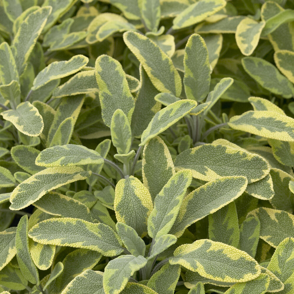Salvia officinalis Aurea - Gartensalbei ‘Aurea’ - Salbei