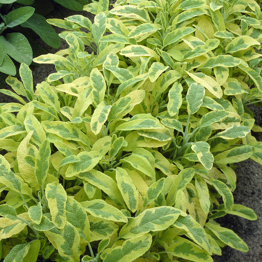 Gartensalbei ‘Aurea’ - Bakker