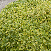 Gartensalbei ‘Aurea’ - Salvia officinalis Aurea - Bakker