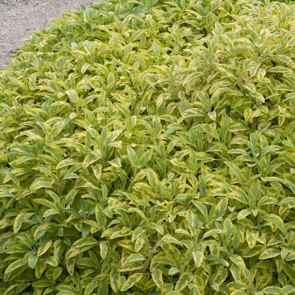 Gartensalbei ‘Aurea’ - Salvia officinalis Aurea - Bakker