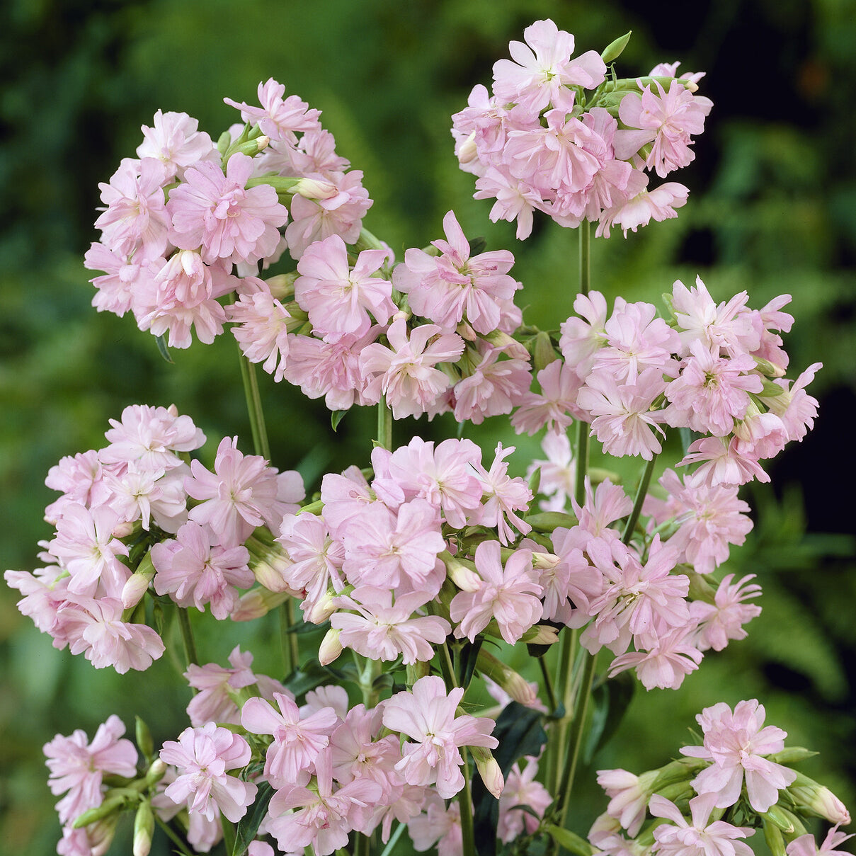 Stauden - Seifenkraut rosa (gefüllt) - Saponaria officinalis Rosea Plena