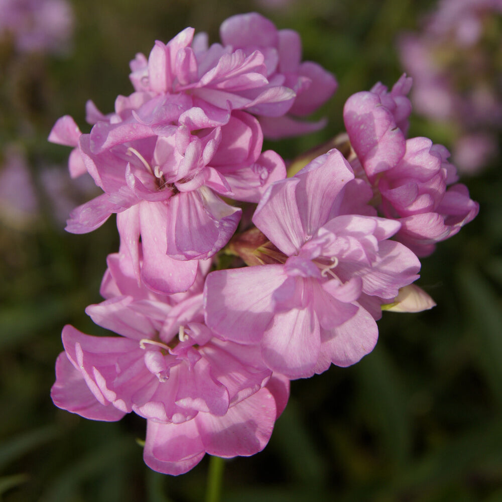 Seifenkraut rosa (gefüllt) - Bakker