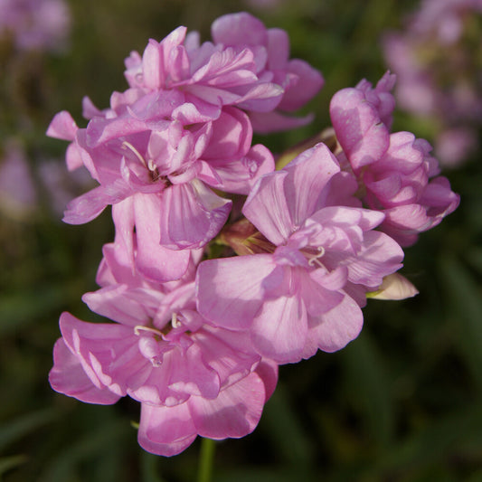 Seifenkraut rosa (gefüllt) - Bakker