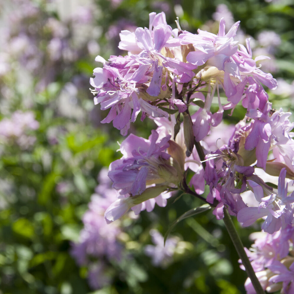 Saponaria officinalis Rosea Plena - Seifenkraut rosa (gefüllt) - Stauden