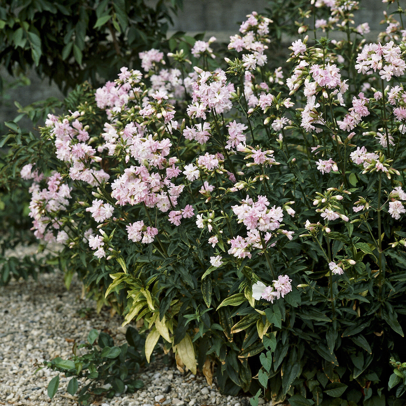 Seifenkraut rosa (gefüllt) - Saponaria officinalis Rosea Plena - Bakker
