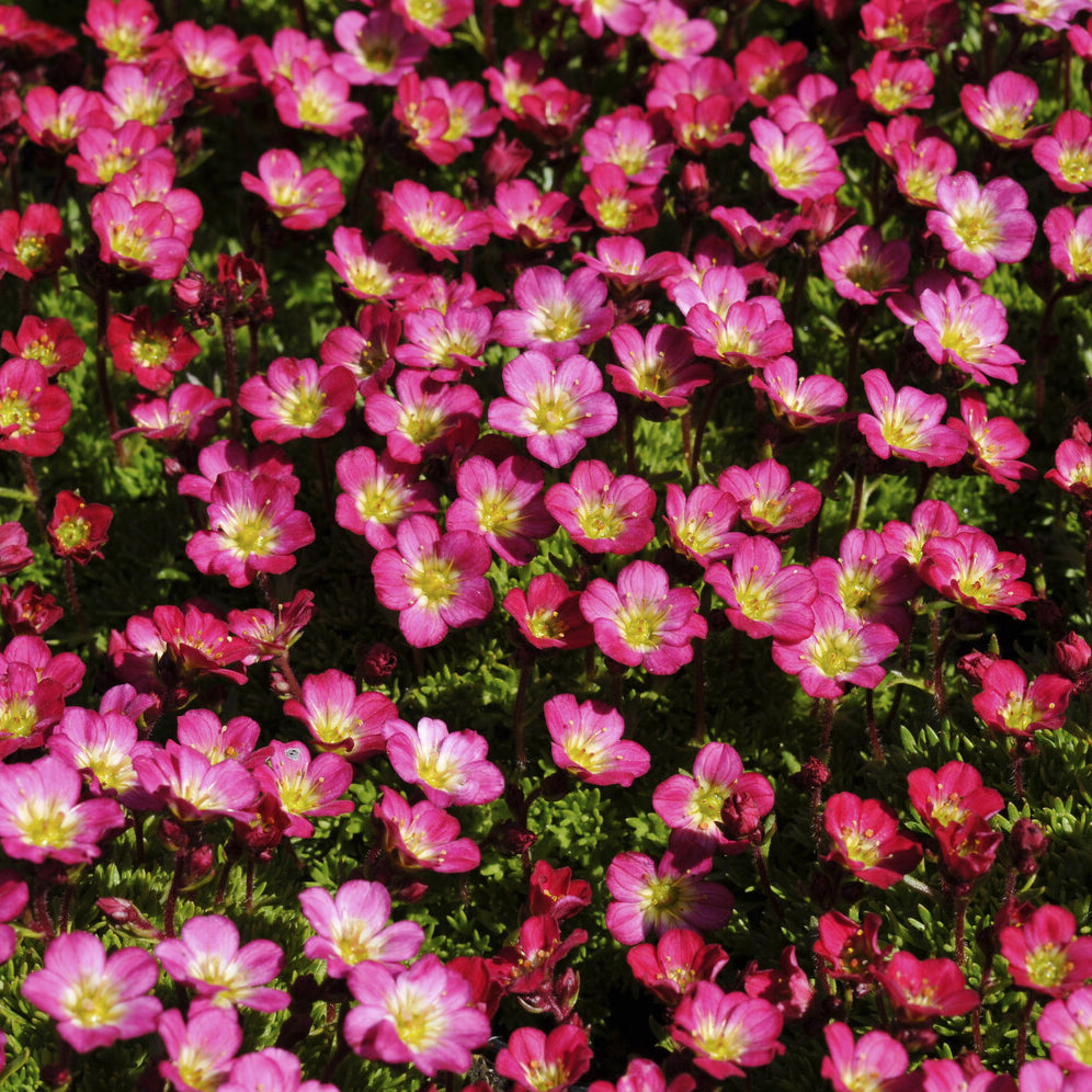 Saxifraga - Moos Steinbrech 'Peter Pan' - Saxifraga arendsii Peter Pan