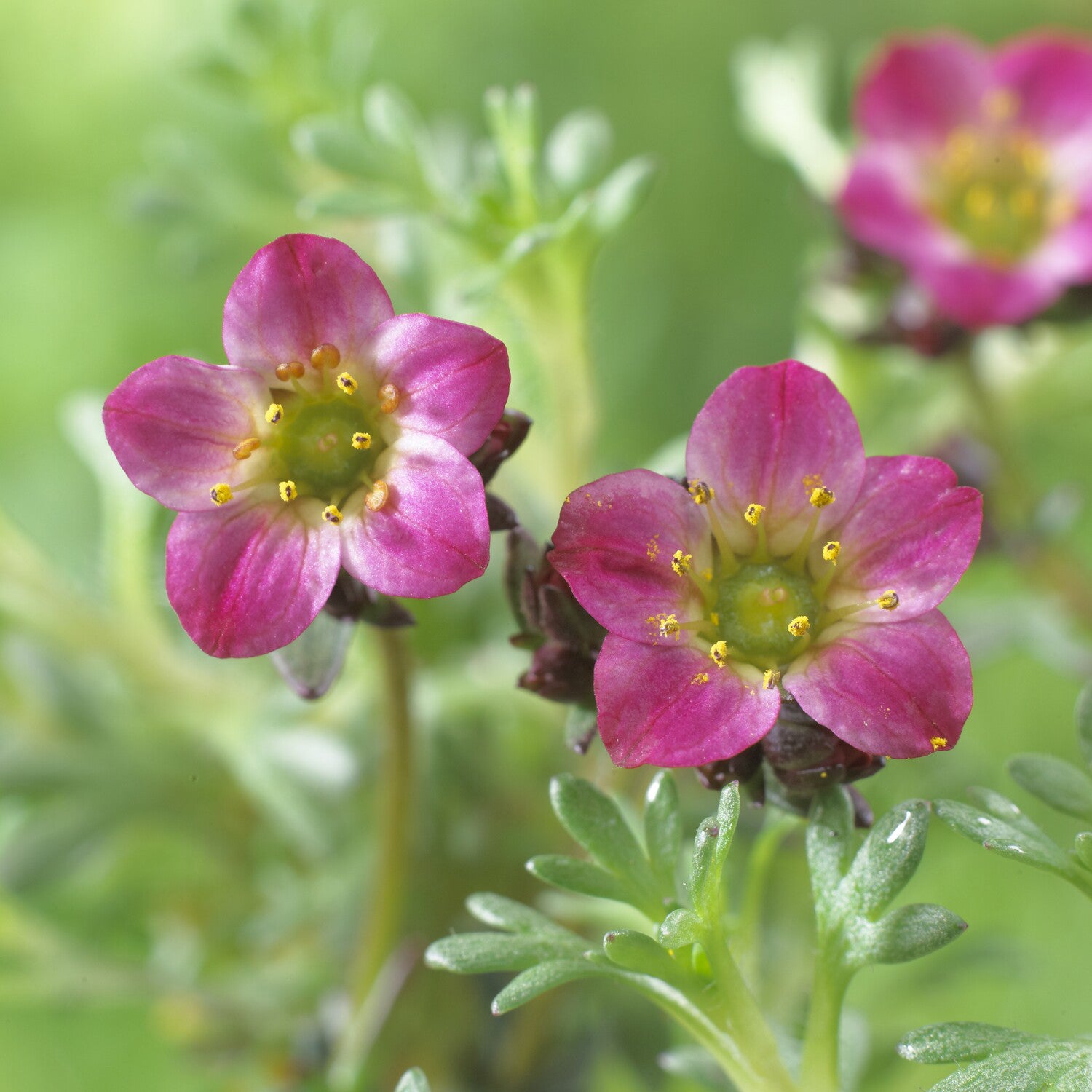 Moos Steinbrech 'Peter Pan' - Saxifraga arendsii Peter Pan - Bakker