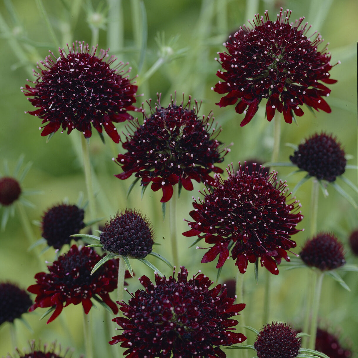 Skabiose ‘Chile Black’ - Scabiosa atropurpurea Chile Black - Bakker