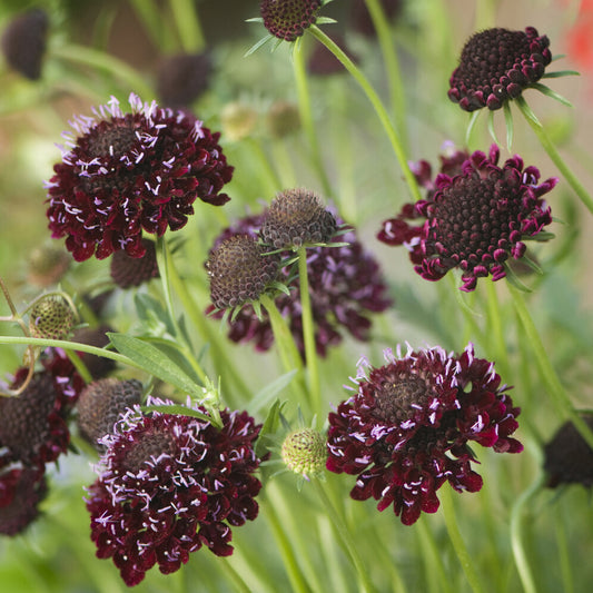 Skabiose ‘Chile Black’ - Bakker