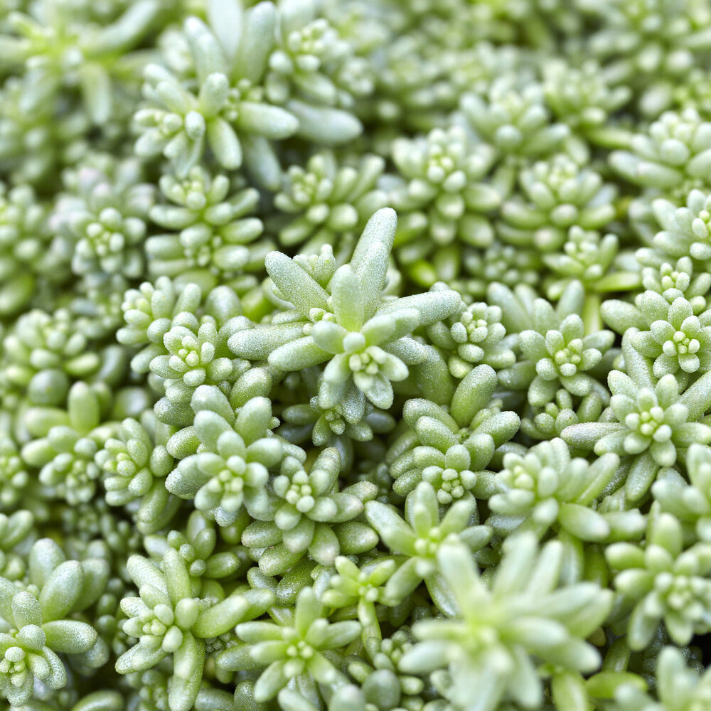 Mauerpfeffer 'Coral Carpet' - Sedum album Coral Carpet - Bakker