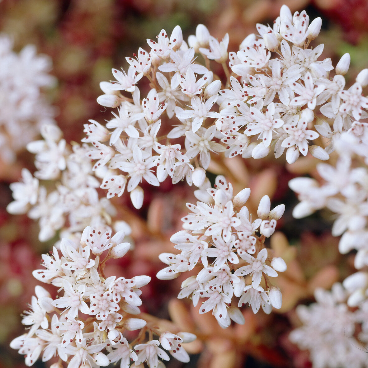 Stauden - Mauerpfeffer 'Coral Carpet' - Sedum album Coral Carpet