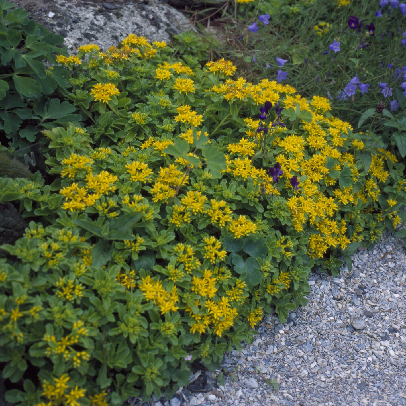 Sedum kamtschaticum - Kamtschatka-Fetthenne - Stauden